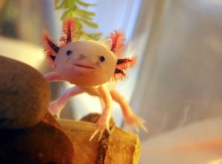 Axolotl, một sự biến hóa của ấu trùng kỳ nhông Mexico. Nó không chịu sự tiến hóa từ ấu trùng tới khi trưởng thành nên mới có bộ mặt kỳ cục và giống con người đến như vậy.